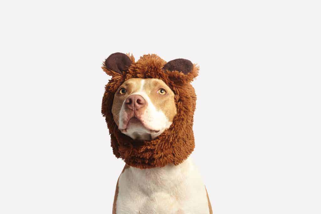 chien avec déguisement Halloween