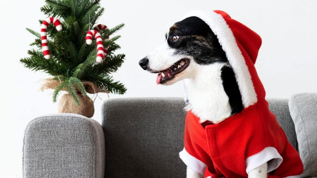 Chien avec habit de père Noël