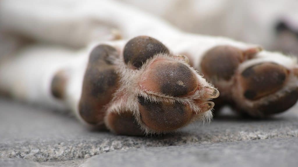 Coussins de pattes de chien