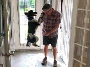 Chien qui saute dans l'entrée