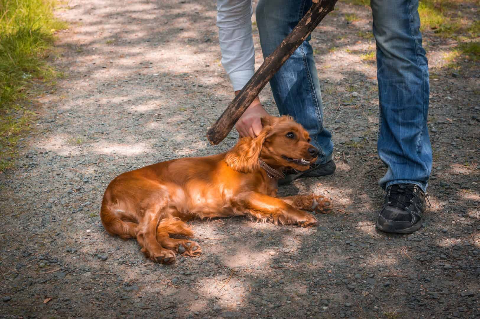 Cocker puni et écrasé au sol avec un bâton montre les effets négatifs de la punition chez le chien