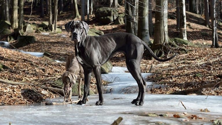 Grand Dog Allemand noir