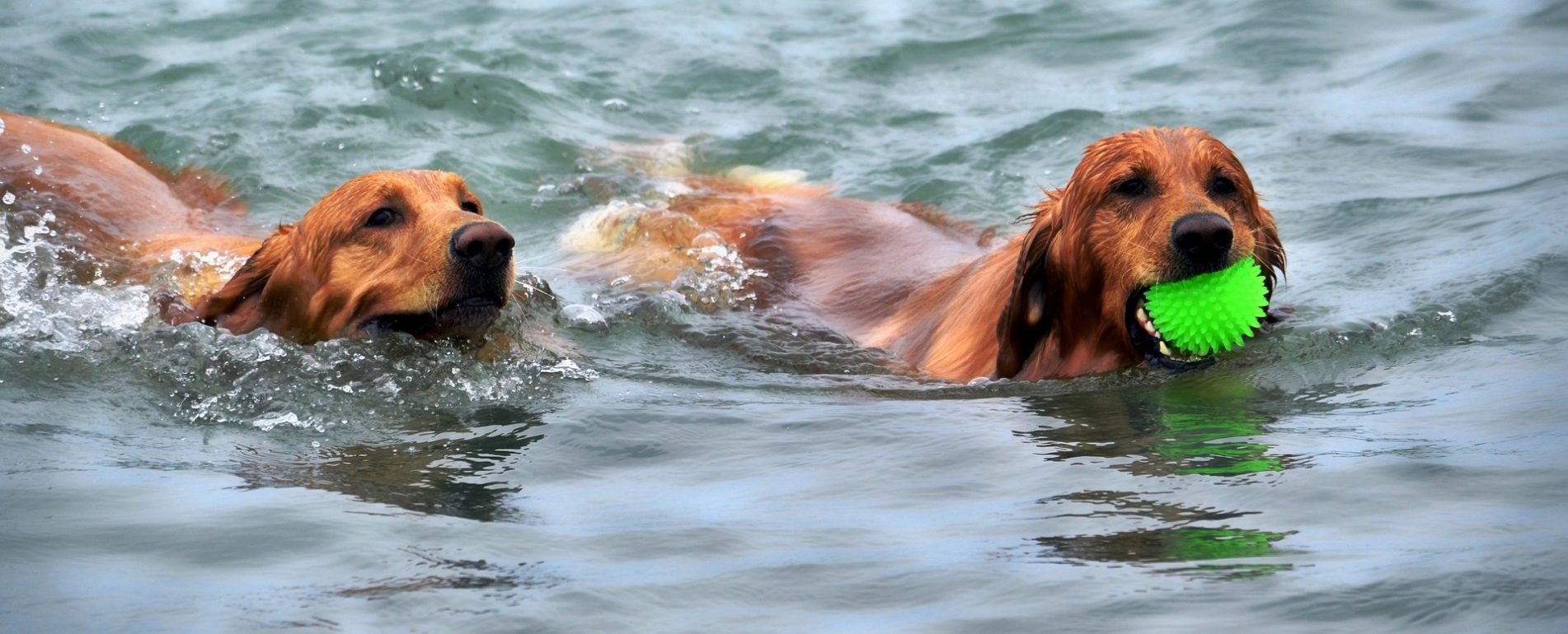 Deux chiens qui nagent. L'un des deux a une balle verte dans la gueule