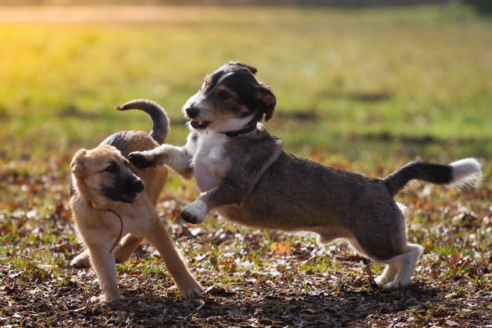 Chien brun qui joue avec un autre chien