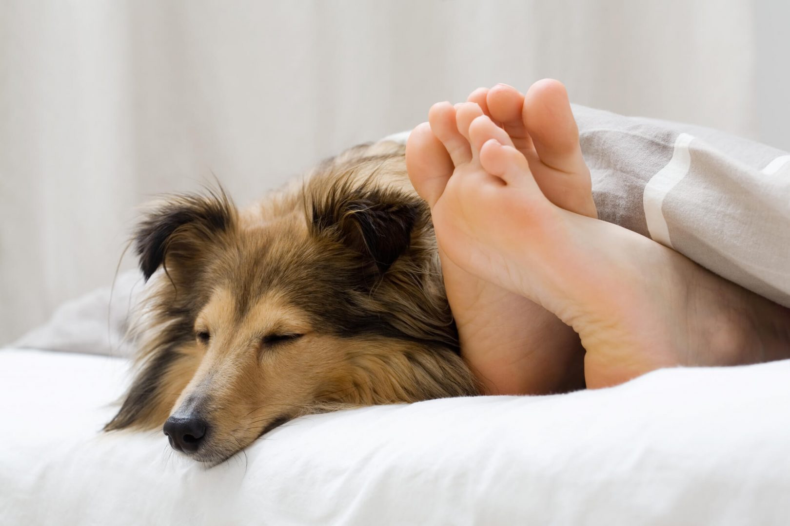 Chien Berger Shetland couché dans un lit à côté des pieds d'un humain