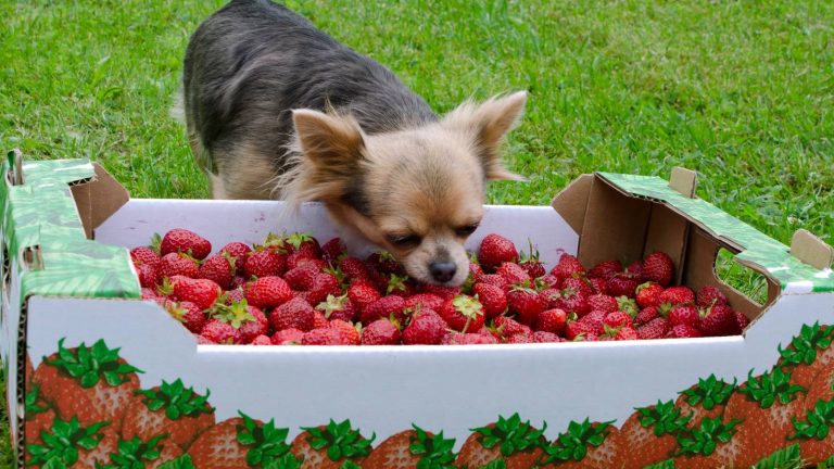 Petit chien qui mange des fraises