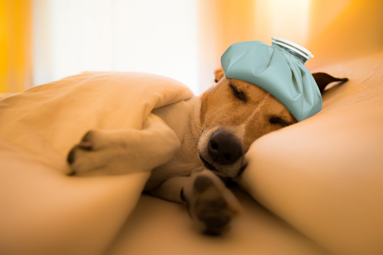chien malade couché avec une bouillotte sur la tête