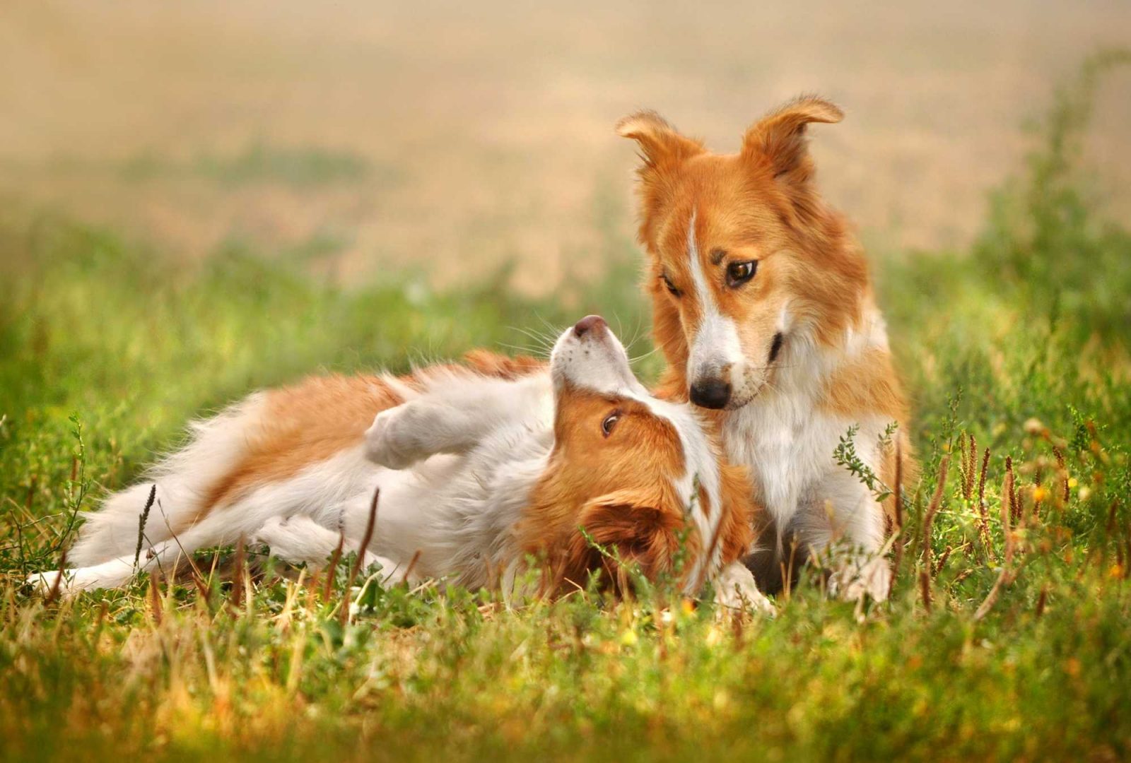 Deux chiens collés dans l'herbe