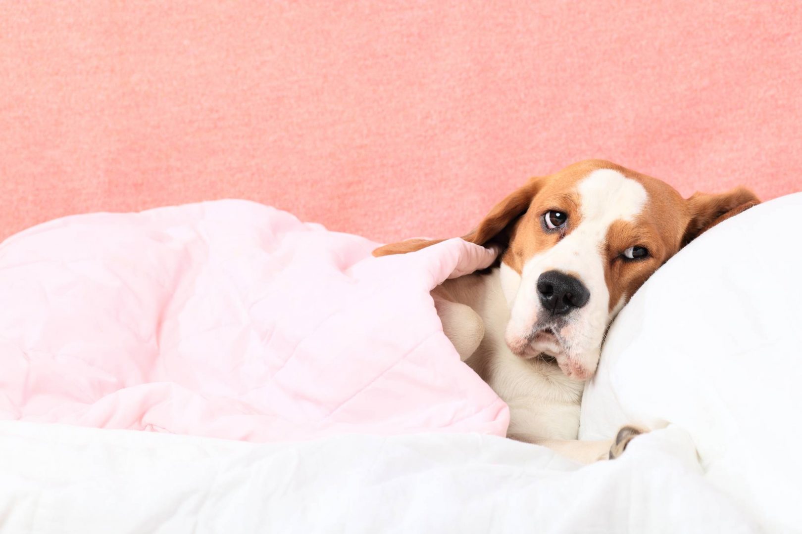 Beagle malade couché dans un lit