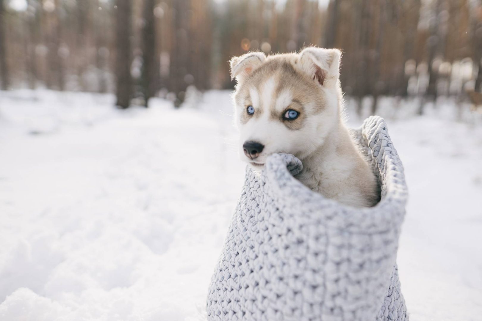 Petit chiot dans un sac en laine en hiver pour article adopter un chiot l'hiver