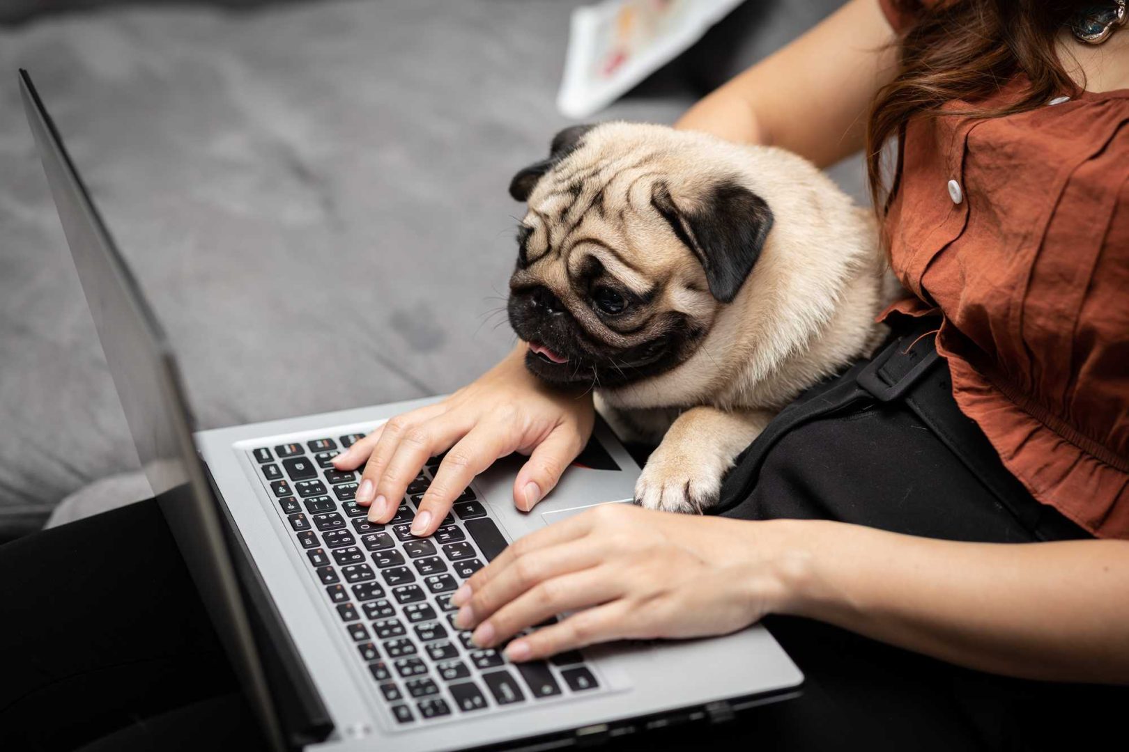 chien pug à l'ordinateur avec une femme