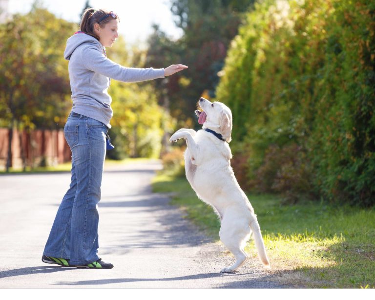 Femme qui éduque son chien dans la rue sans faire aucune des erreurs les plus fréquentes dans l'éducation de son chien