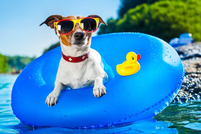 Chien bien préparé pour l'été dans l'eau avec des lunettes de soleil sur une bouée bleue