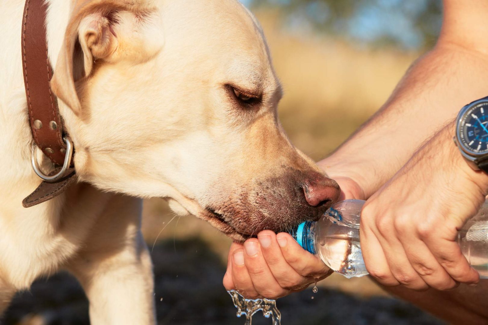 Homme qui partage son eau avec son chien pour bien le préparer pour l'été