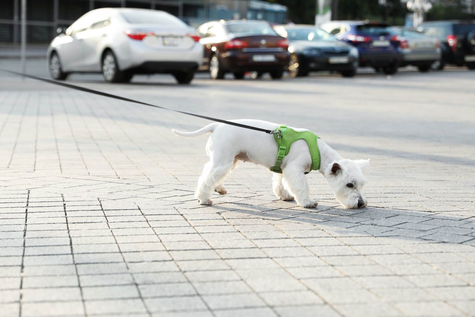 Socialisation d'un chiot terrier blanc en laisse qui renifle se sol dans la rue
