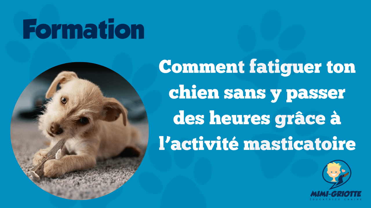 activités masticatoires chien