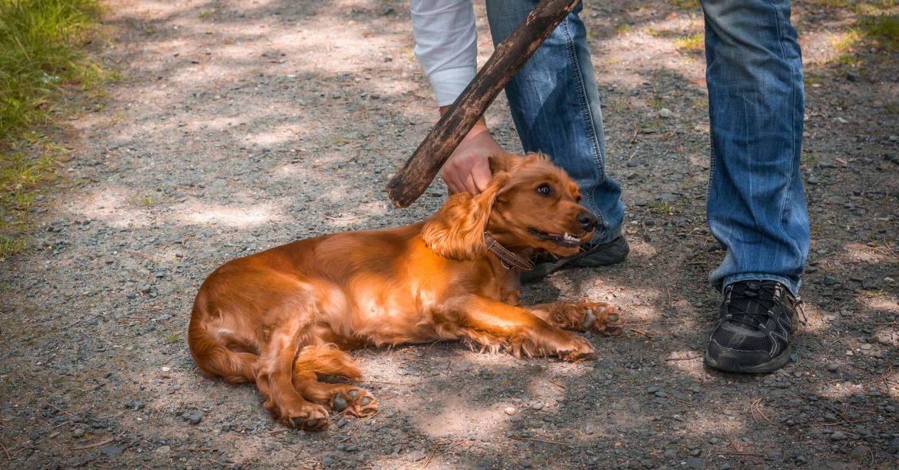 Cocker puni et écrasé au sol avec un bâton montre les effets négatifs de la punition chez le chien