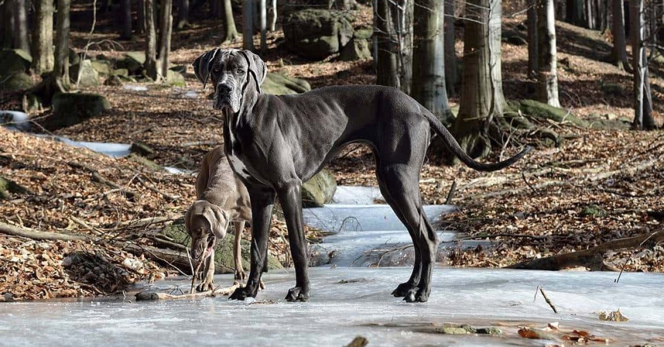Grand Dog Allemand noir