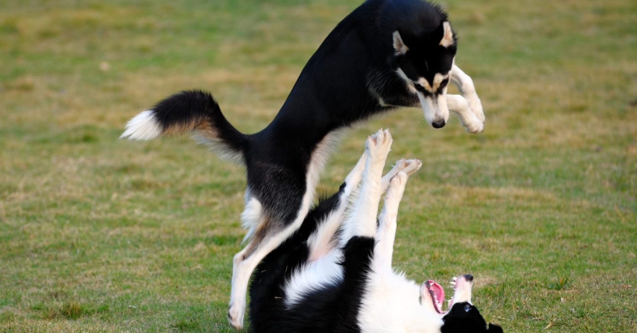 Deux chiens qui jouent par terre dans un parc