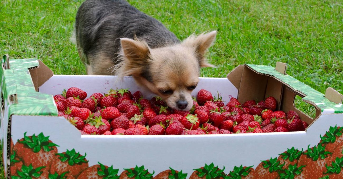 Petit chien qui mange des fraises