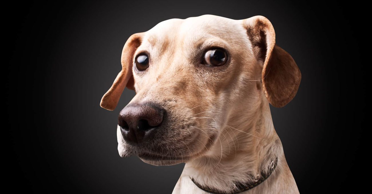 dog on black background with clipping path